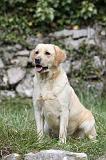 LABRADOR 850